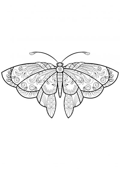 sweet butterfly coloring page